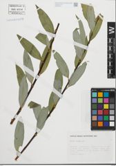 Foto von Salix fragilis L.